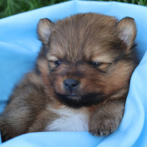 mini pomeranian puppies for sale
