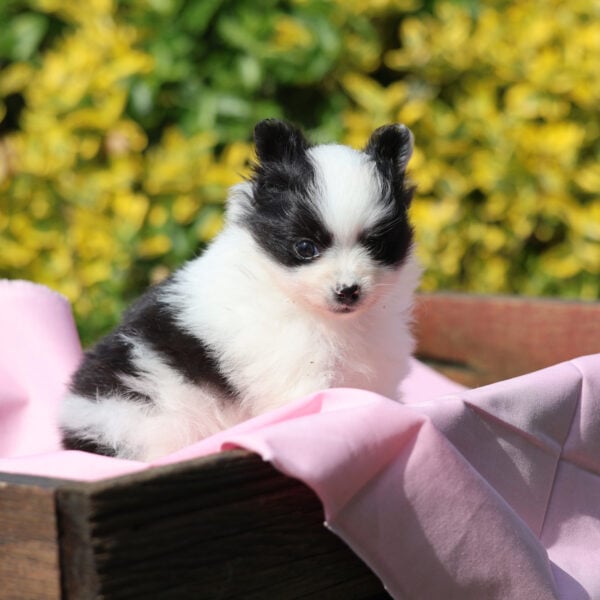 pomeranian