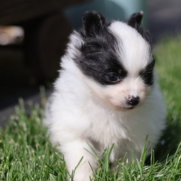 pomeranian for sale near me