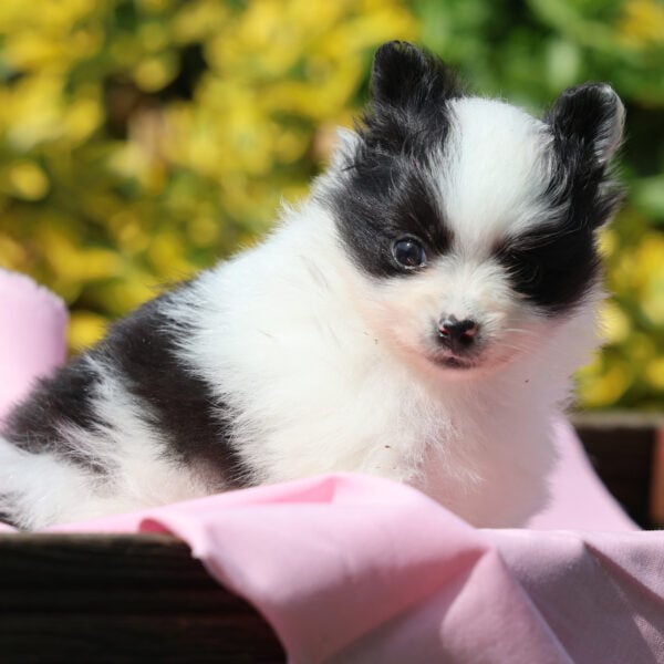 pomeranian puppies