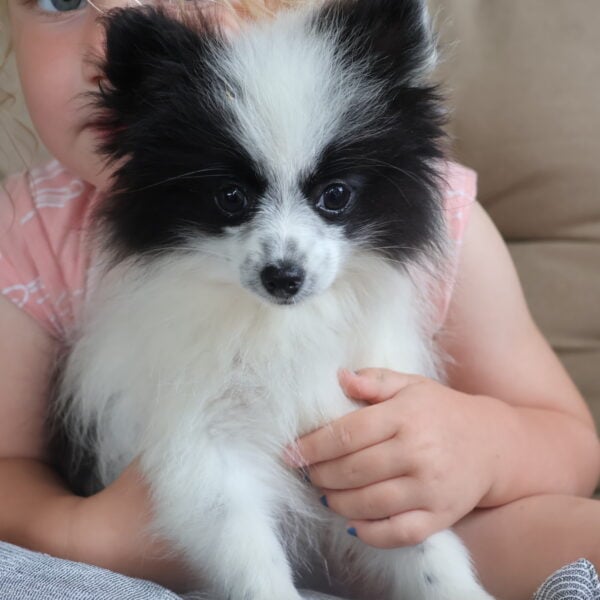 pomeranian puppies