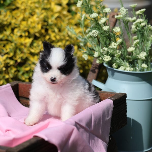pomeranian puppies for sale