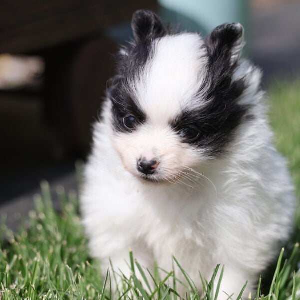 pomeranian puppies for sale near me