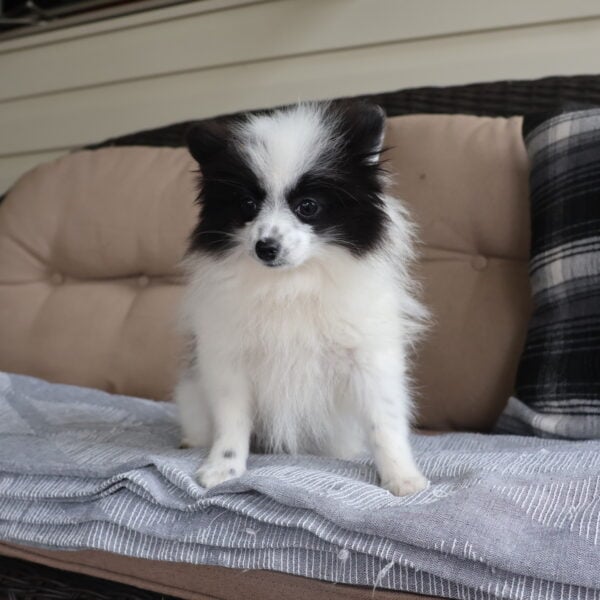 pomeranian puppies for sale near me