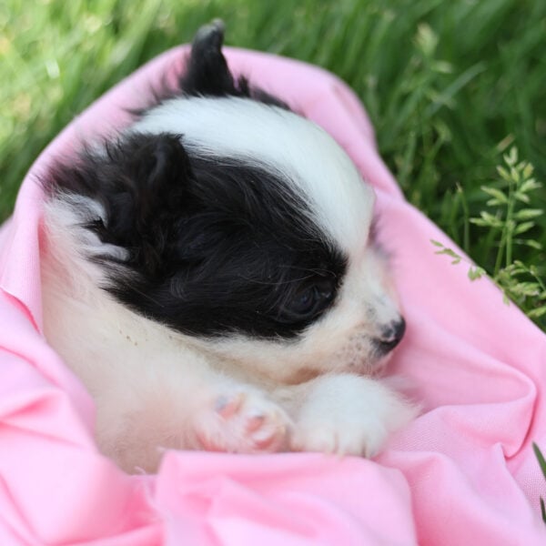 pomeranian puppy
