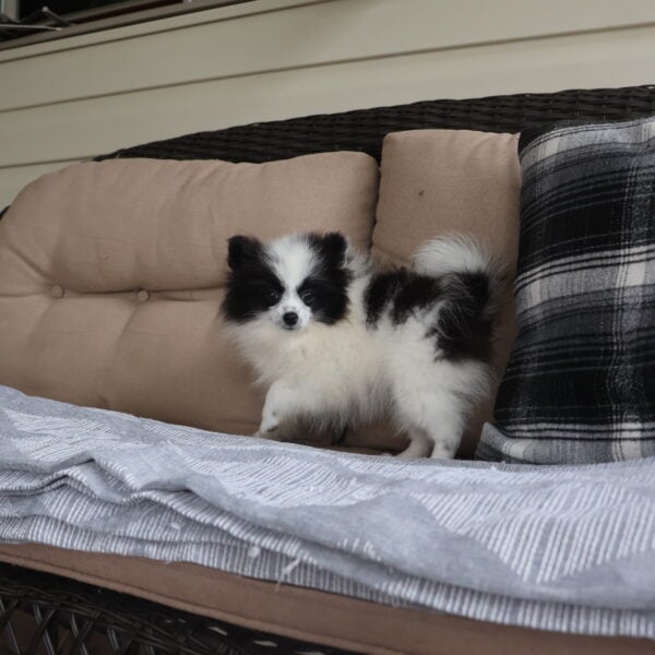 pomeranian puppy for sale