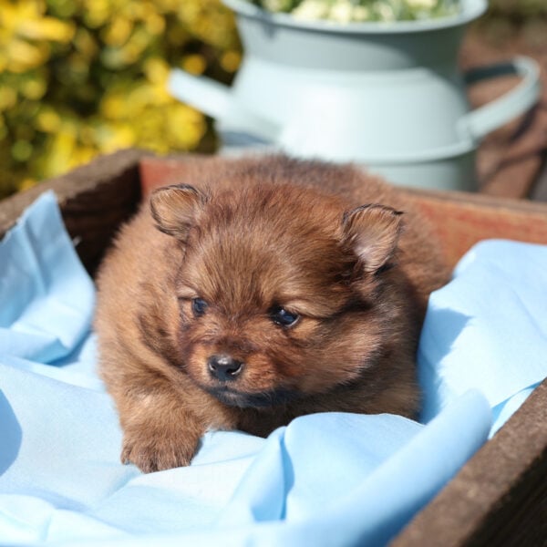 pomeranian puppy for sale