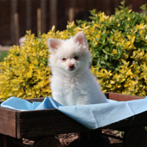 pomeranian teacup