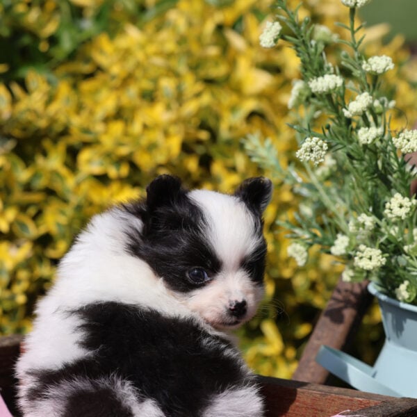 teacup pomeranian