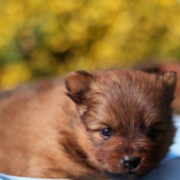 teacup pomeranian puppies for sale