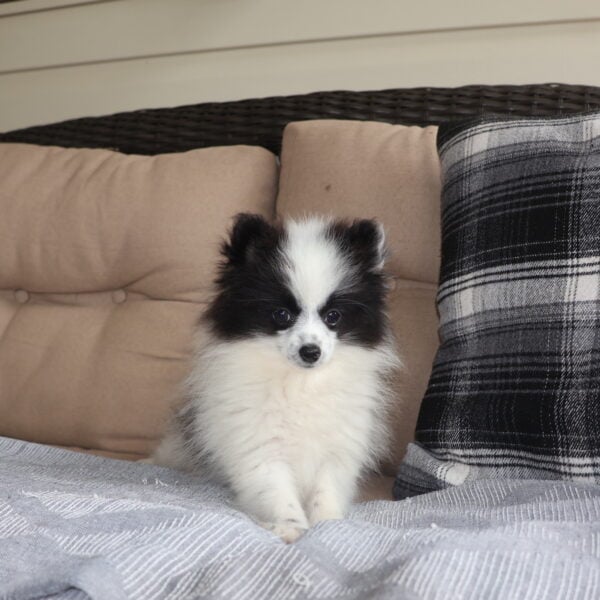 white pomeranian puppies for sale