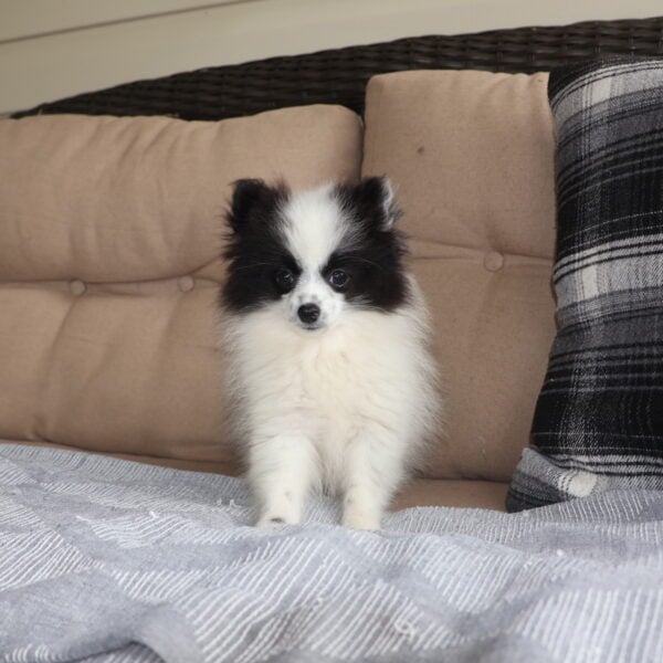 white pomeranian puppy