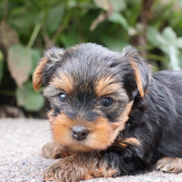 mini yorkie puppies for sale near me