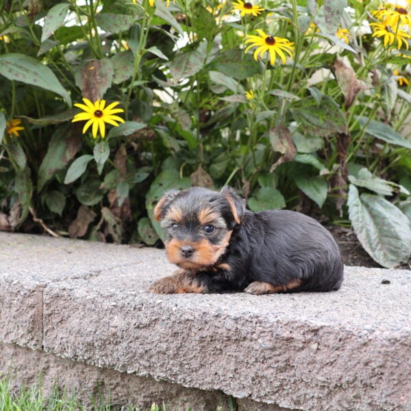 miniature yorkie puppies for sale near me
