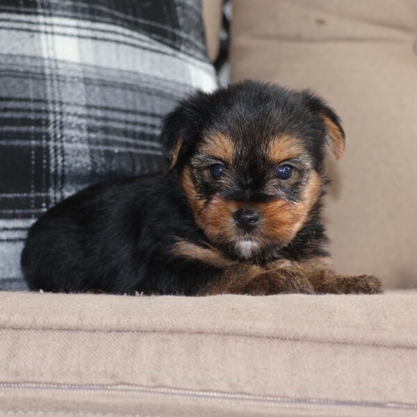 teacup yorkie puppies