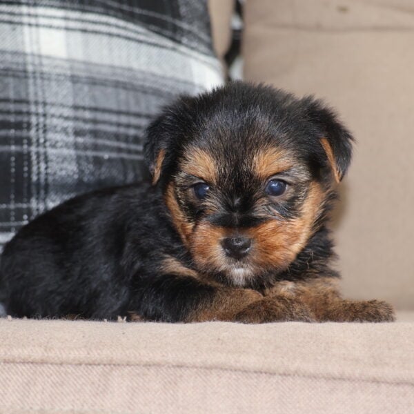 teacup yorkie puppies for sale near me