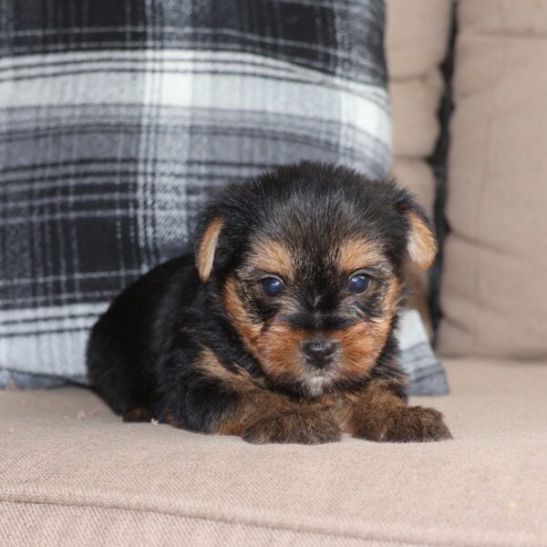 yorkie puppies