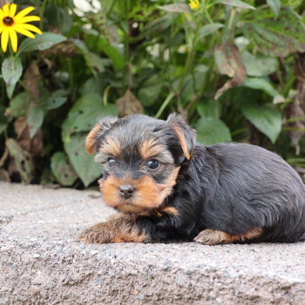 yorkie puppies for adoption
