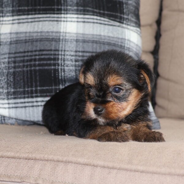 yorkie puppies for sale