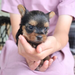yorkie puppies for sale