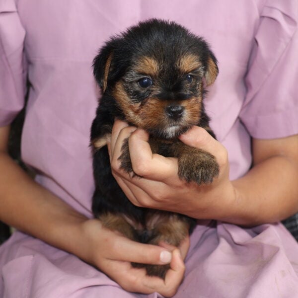 yorkie puppies near me