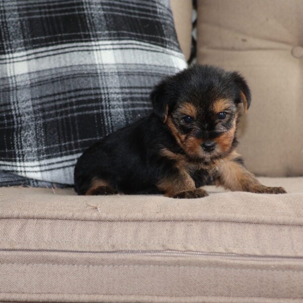 yorkie puppy