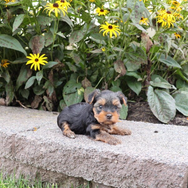 yorkie puppy for sale near me
