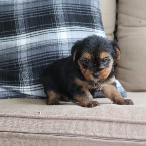 yorkie puppy for sale near me