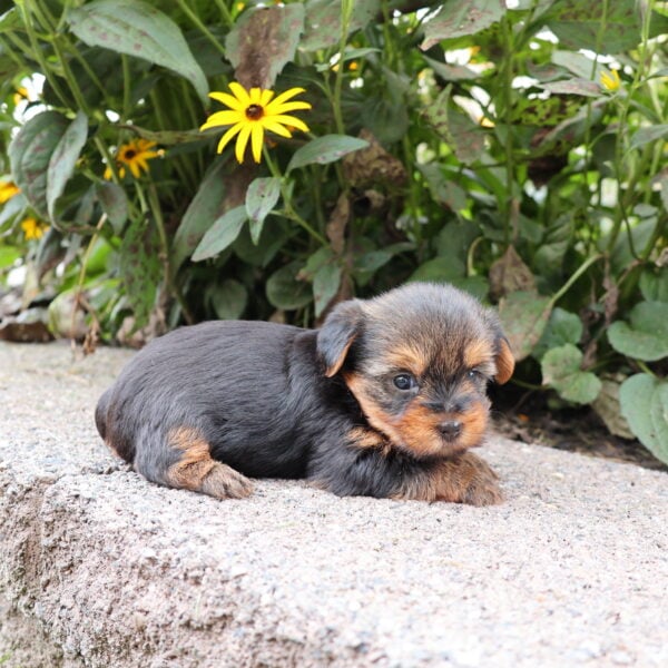 Adorable Yorkie Puppy