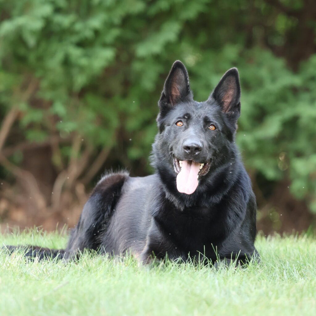 German Shepard Mom