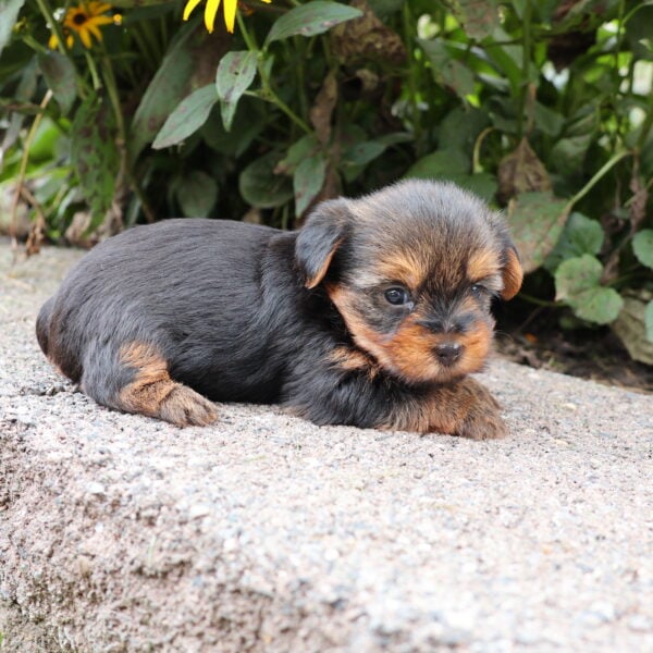 Small Yorkie Puppy