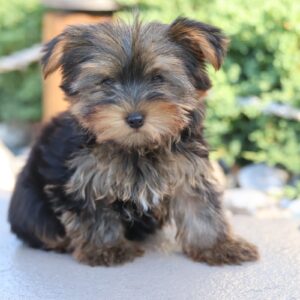 buy teacup yorkshire terrier