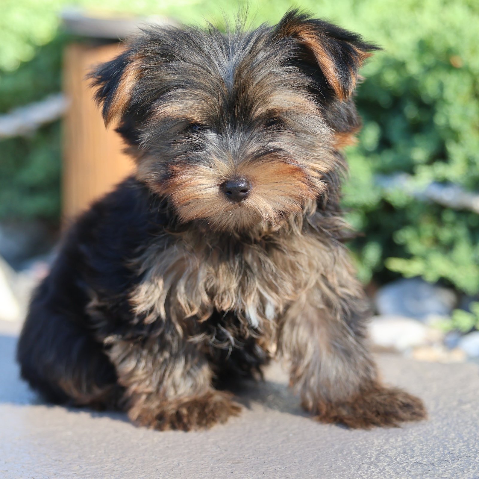 Animal Rescue Yorkie Puppy Mill Rescue 50+ Thousand Rescue Puppy