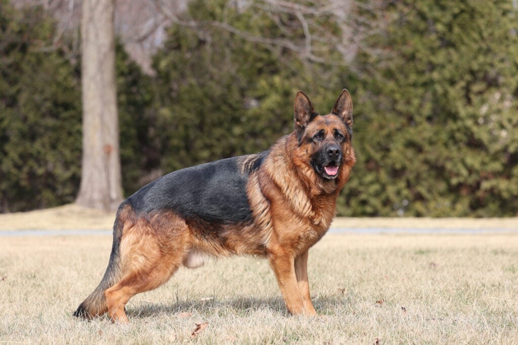 Adult German Shepherd Kirus