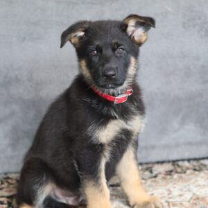 akc german shepherd puppies