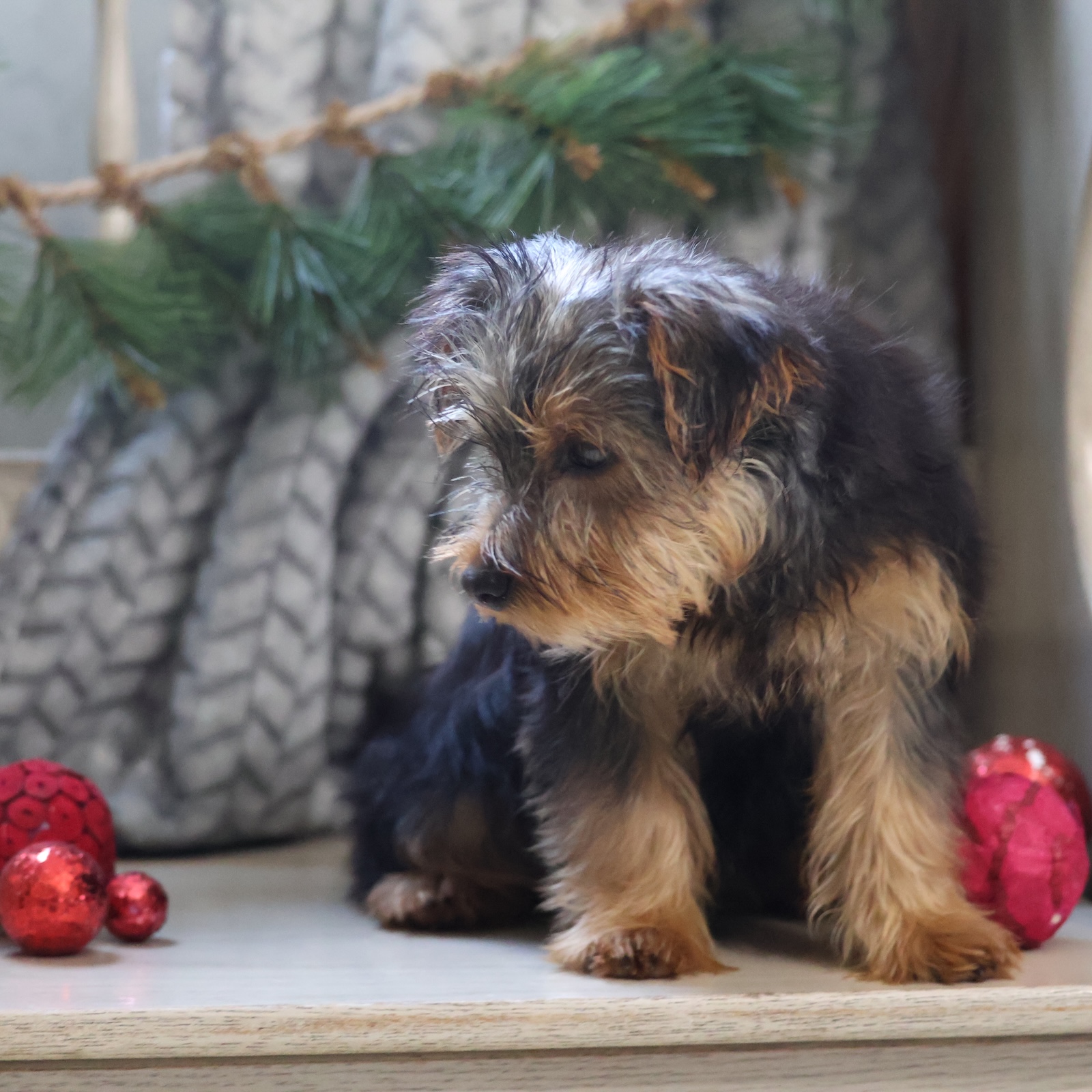 buying a yorkie puppy