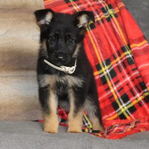 german puppies shepherd