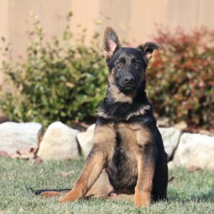 german shepherd puppy