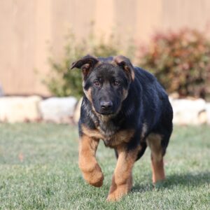 german shepherd puppy german shepherd