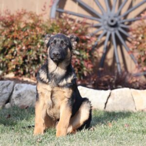gsd puppies