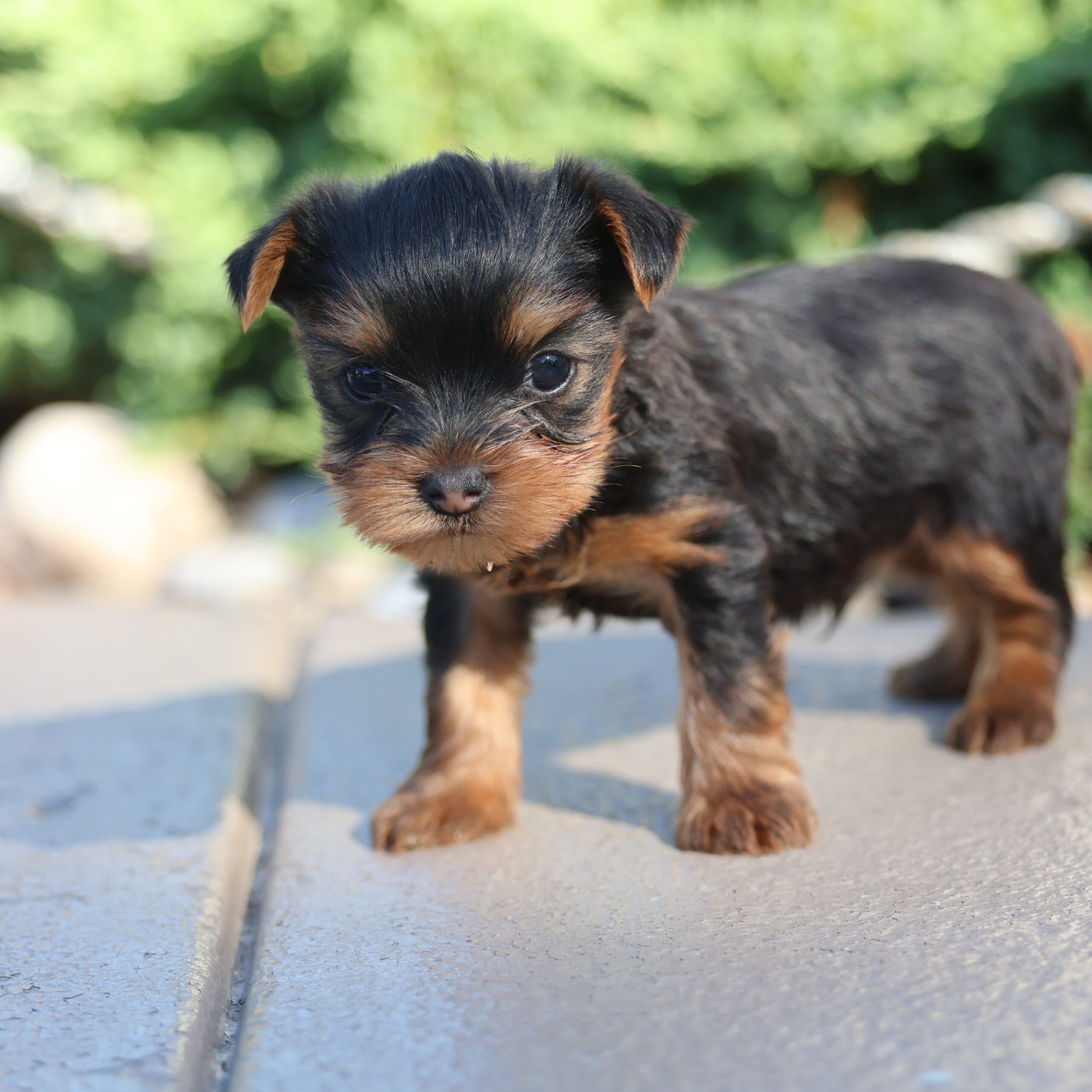 mini teacup yorkie for sale