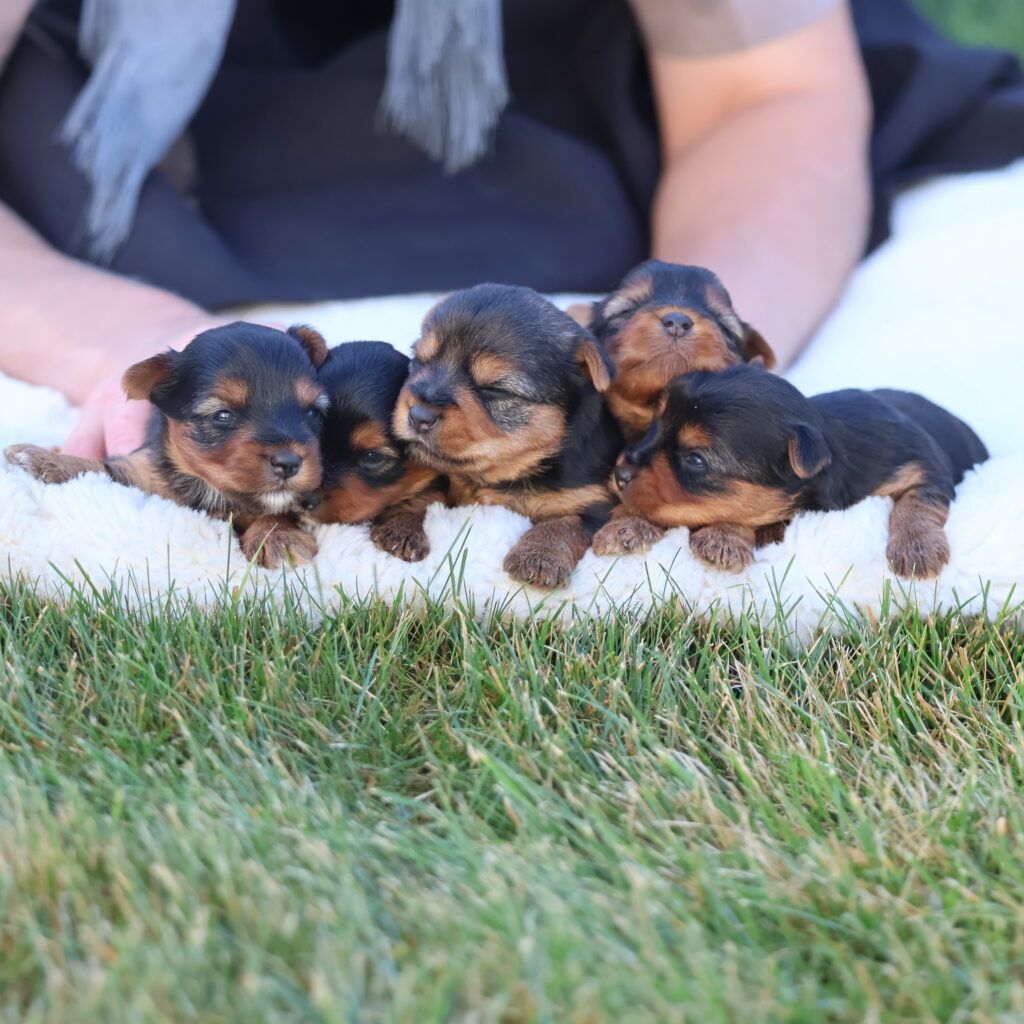 mini yorkshire terrier