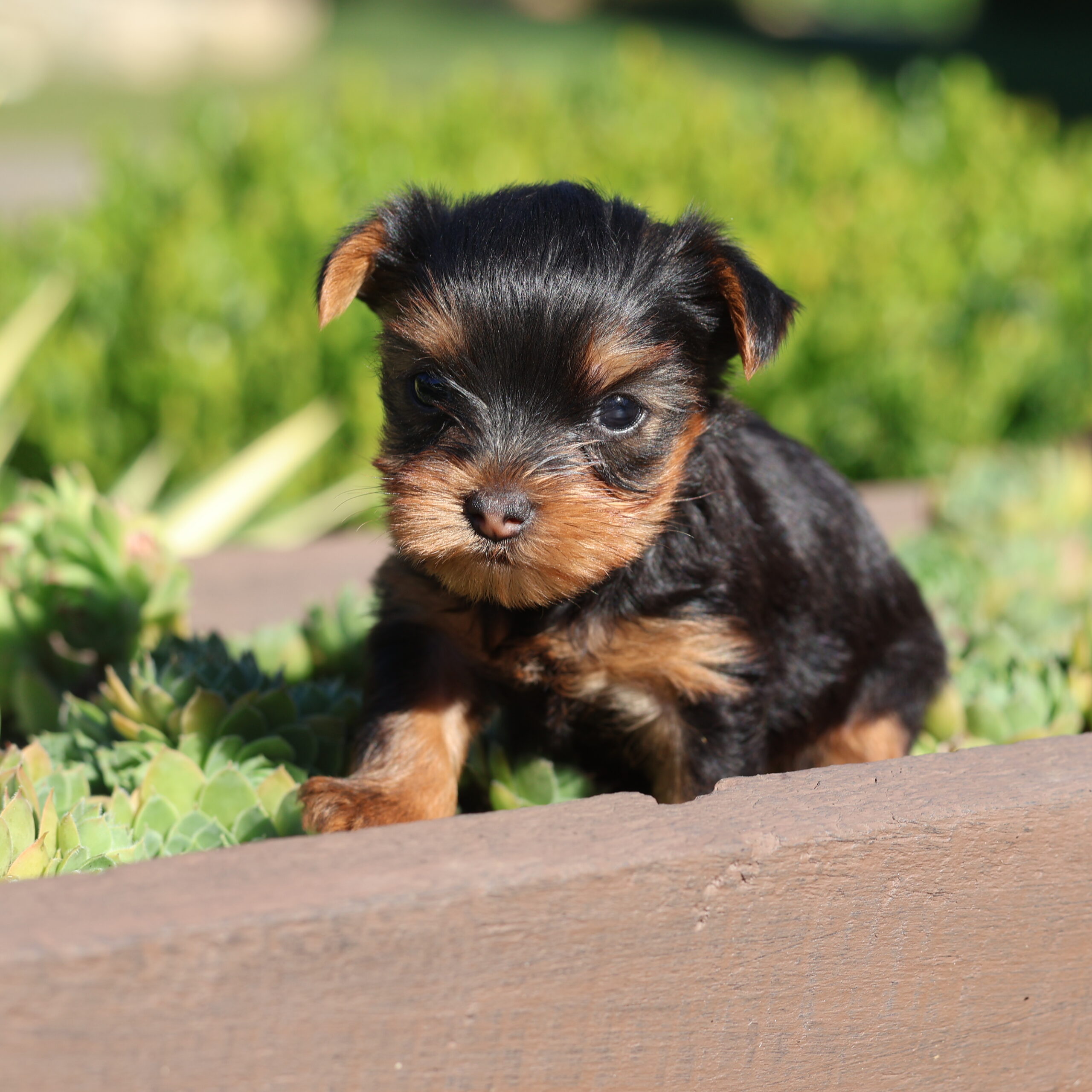 miniature teacup yorkie for sale