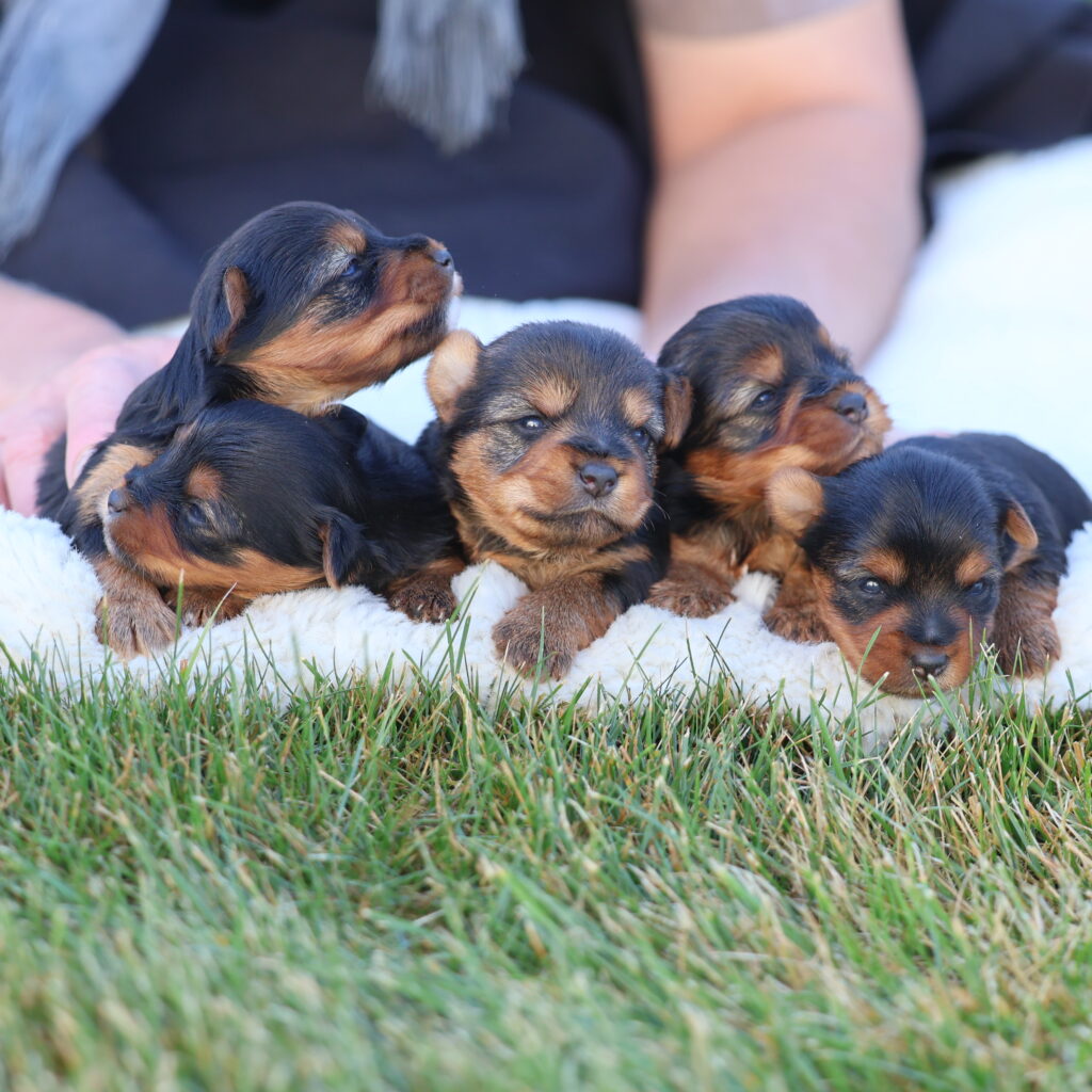 miniature yorkshire terrier