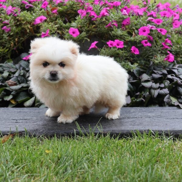 peekapom