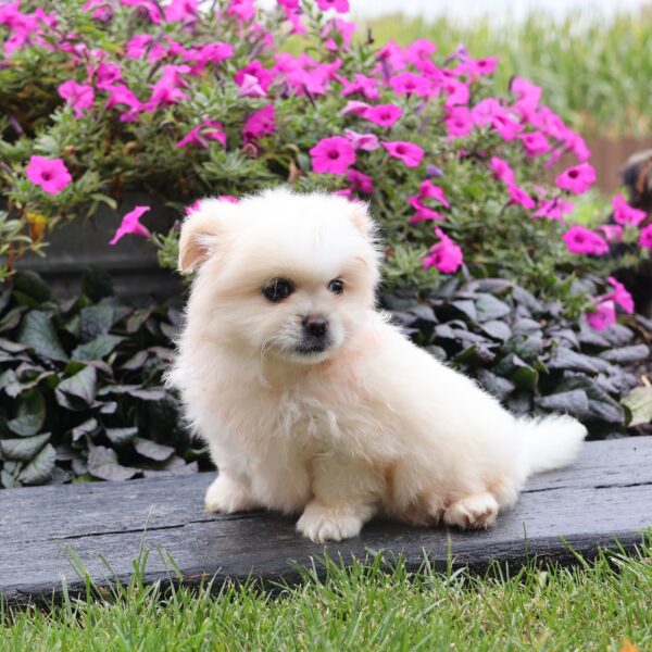 peekapom dog