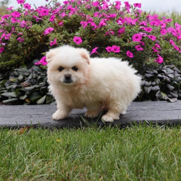 peekapom for sale