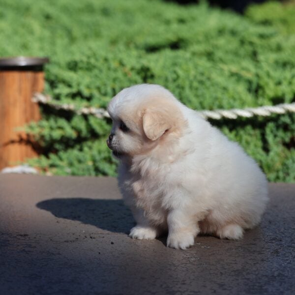 peekapom for sale