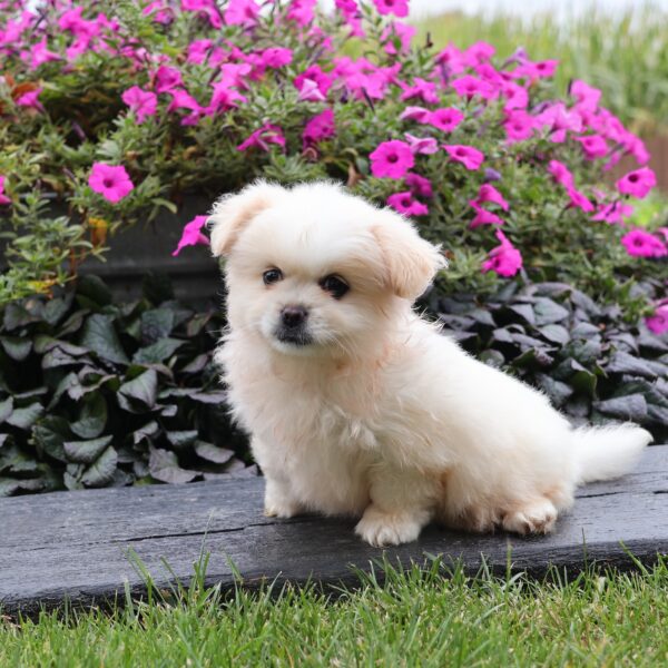 peekapom for sale near me