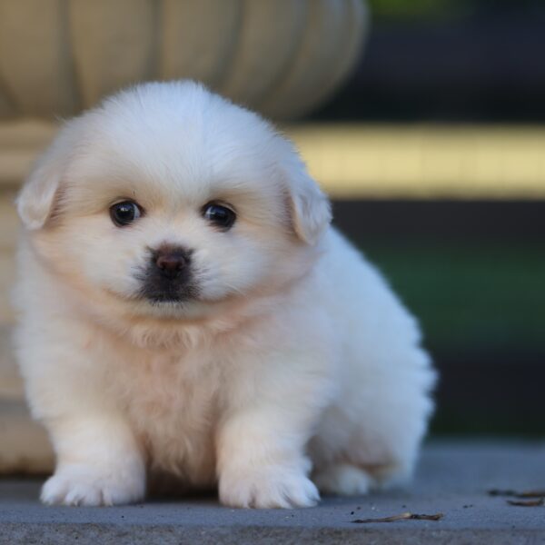 peekapom puppies